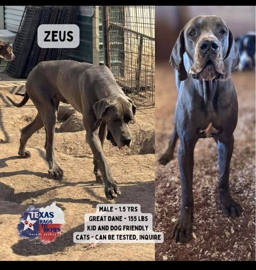 ZEUS - Great Dane available for adoption