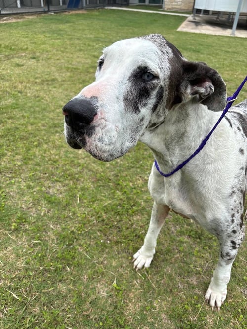 BRIDGET - Great Dane available for adoption
