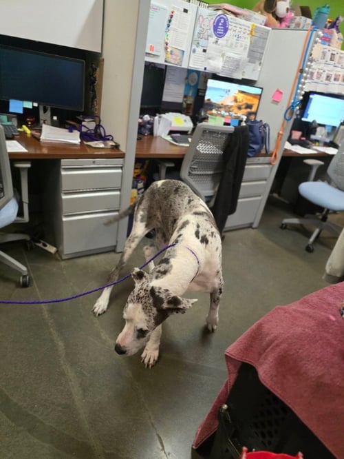 BRIDGET - Great Dane available for adoption