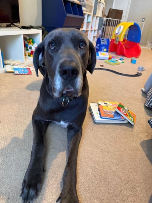 BRUNO - Great Dane available for adoption