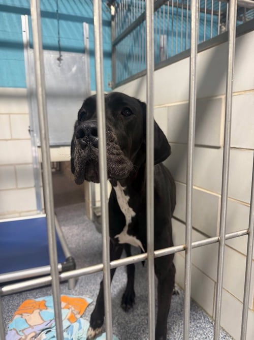 MANDY - Great Dane available for adoption