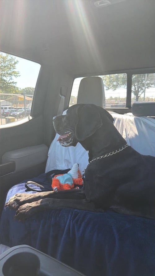 MANDY - Great Dane available for adoption