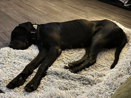ATHENA JANE - Great Dane available for adoption