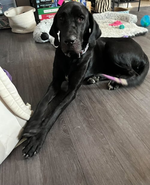 ATHENA JANE - Great Dane available for adoption