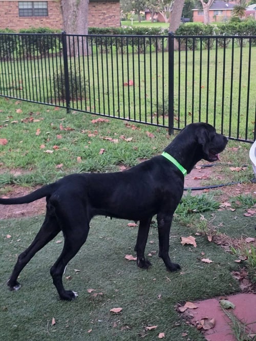 ATHENA JANE - Great Dane available for adoption