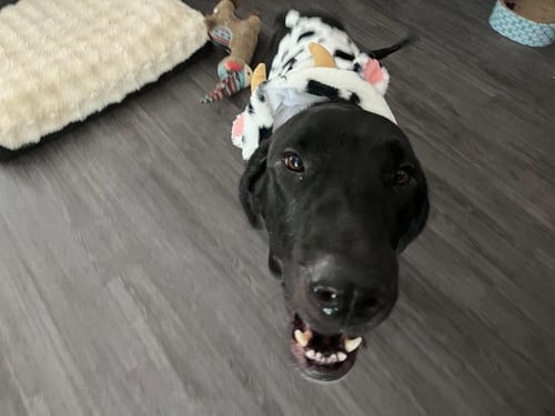 ATHENA JANE - Great Dane available for adoption