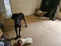 Rocky - Photo 4