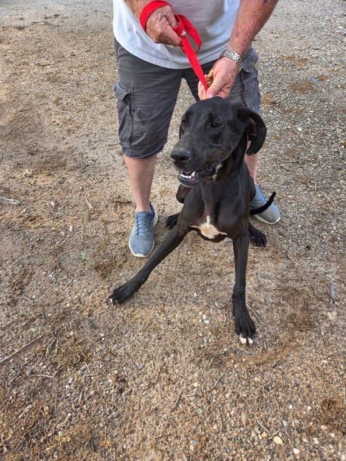 ROCKY - Great Dane available for adoption