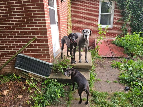 ROCKY - Great Dane available for adoption