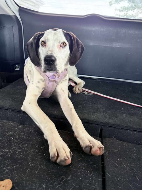 BELLE - Great Dane available for adoption