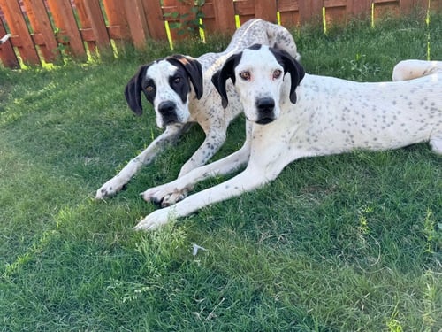 BELLE - Great Dane available for adoption