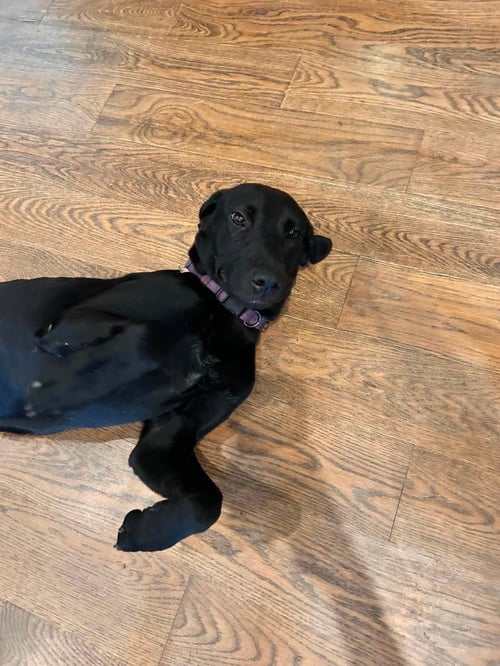 SALEM - Great Dane available for adoption