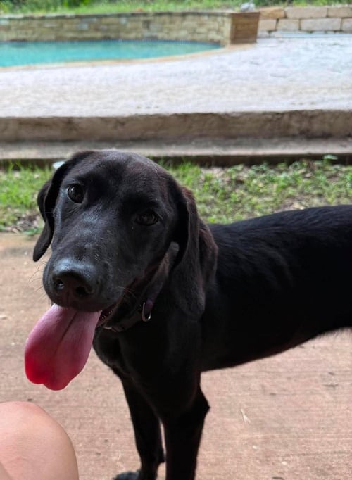 SALEM - Great Dane available for adoption