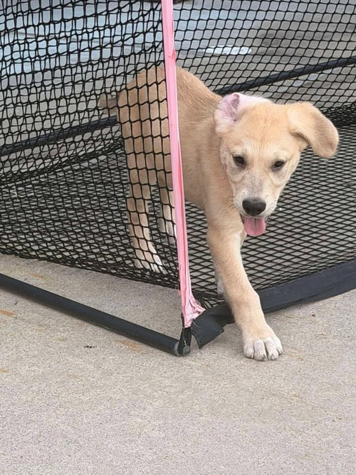 STITCH - Great Dane / Labrador Retriever available for adoption