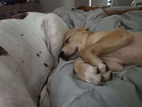 Stitch - Photo 4