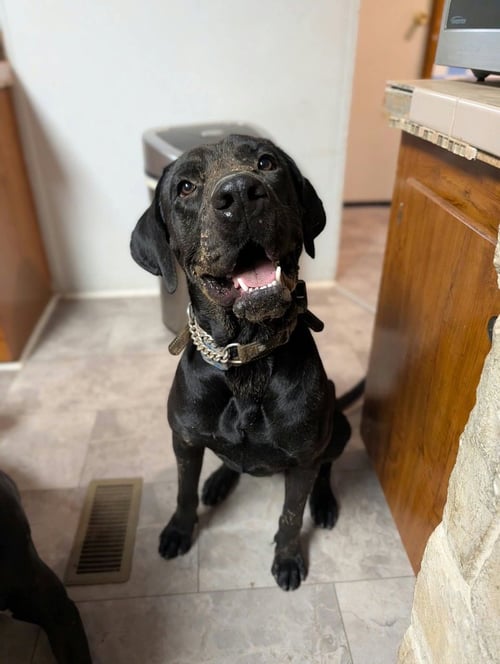 MR. BANE - Cane Corso Mastiff / Great Dane available for adoption