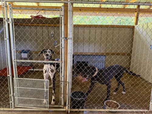 DANTE - Great Dane available for adoption