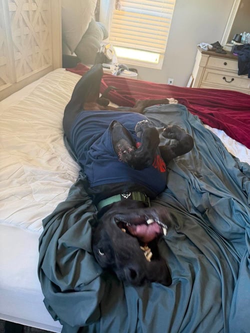 DANTE - Great Dane available for adoption