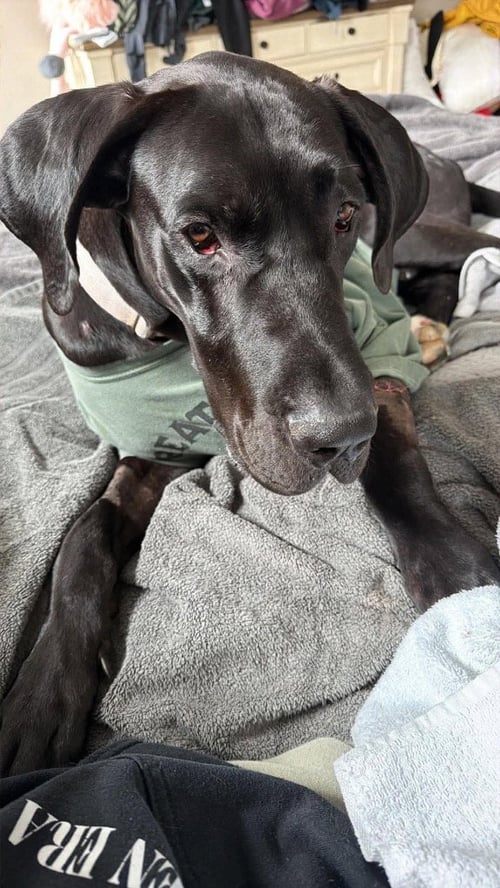 DANTE - Great Dane available for adoption