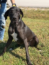 Dante - Photo 1