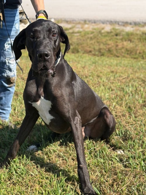DANTE - Great Dane available for adoption