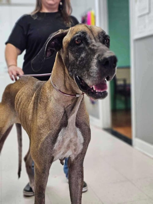 DUCHESS - Great Dane available for adoption