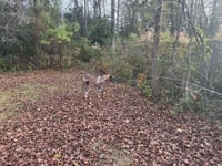 Duchess - Photo 3
