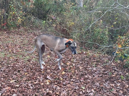 DUCHESS - Great Dane available for adoption