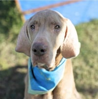 Dobby fka (Toby) - Photo 1