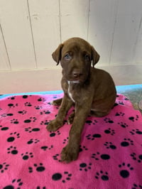 Tex (royal blue) - Rose litter - Photo 1