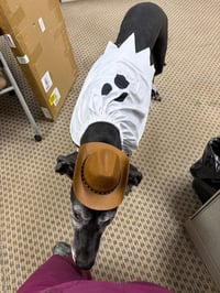 Pipsqueak - Photo 2
