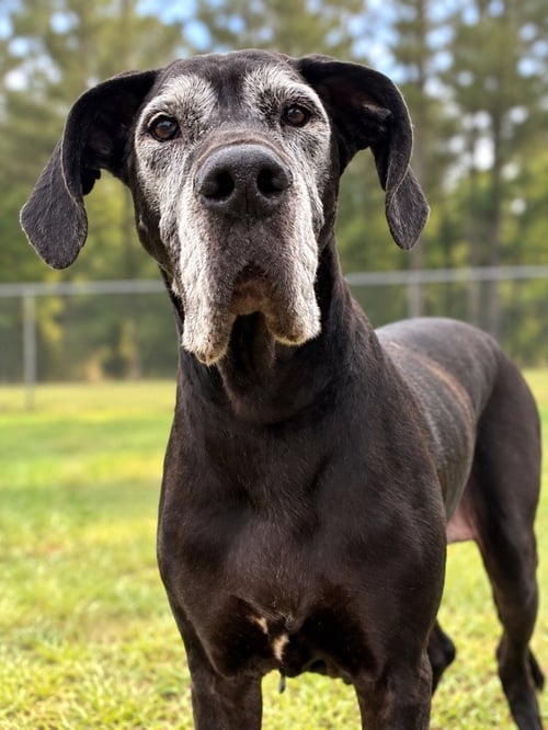 PIPSQUEAK - Great Dane available for adoption