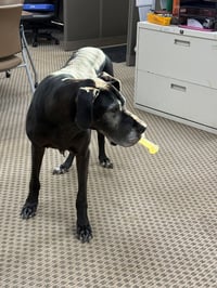 Pipsqueak - Photo 3