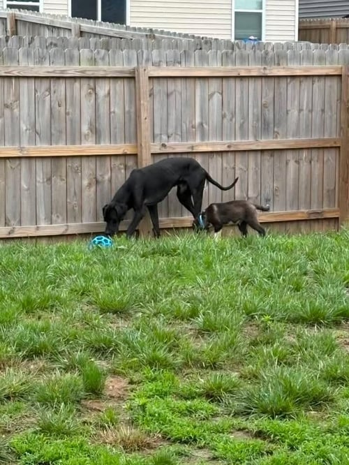 LOKI - Great Dane available for adoption
