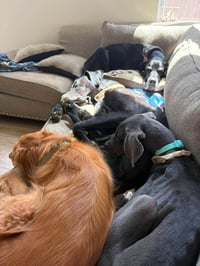 Loki - Photo 3