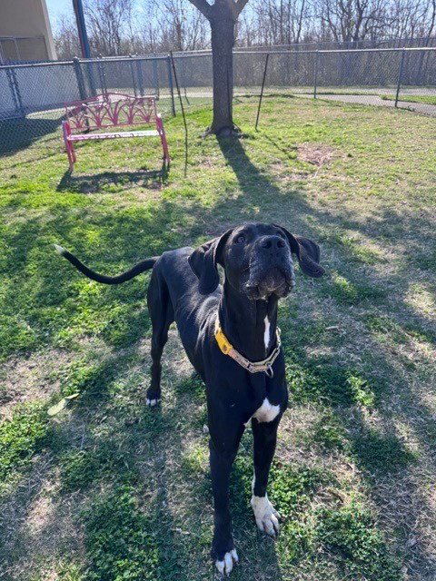 DENALI - Great Dane / Labrador Retriever available for adoption