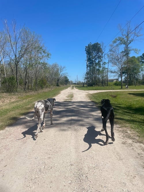DENALI - Great Dane / Labrador Retriever available for adoption