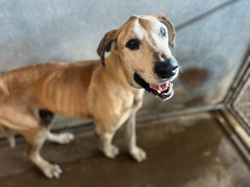 JAMESON - Great Dane available for adoption