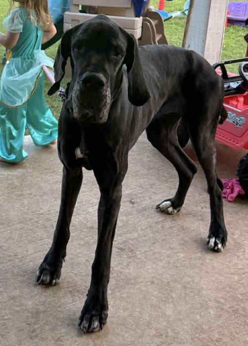 ABBY - Great Dane available for adoption