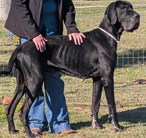 ABBY - Great Dane available for adoption