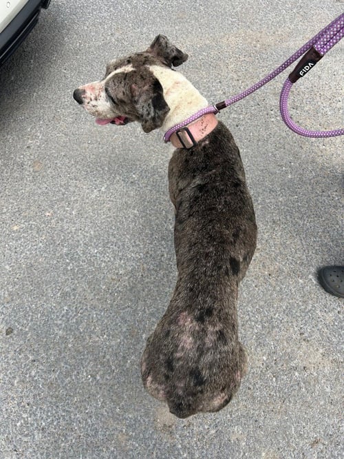 ABBY COCO - Great Dane available for adoption