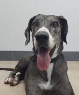 NELLY - Great Dane available for adoption