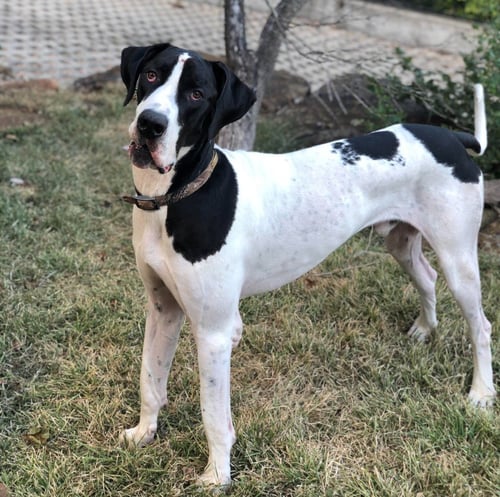 YOKI - Great Dane available for adoption