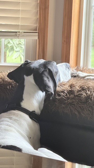 YOKI - Great Dane available for adoption