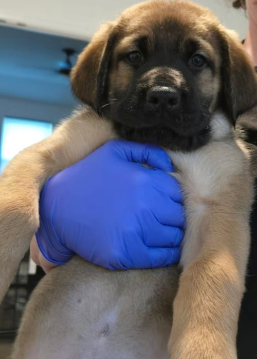 SIERRA'S KINGS - GREY - Great Dane / Labrador Retriever available for adoption