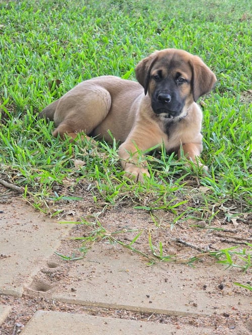 SIERRA'S PUP KING (GREY) - Great Dane / Labrador Retriever available for adoption