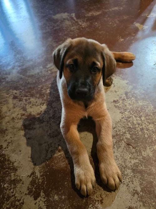 SIERRA'S PUP KING (GREY) - Great Dane / Labrador Retriever available for adoption