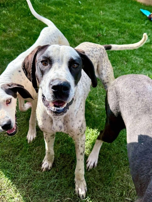 BRODY - Great Dane available for adoption