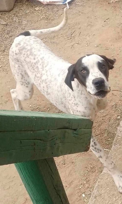 BRODY - Great Dane available for adoption