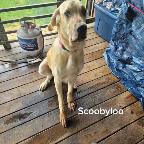 LUNA MAE - Great Dane / Great Pyrenees available for adoption